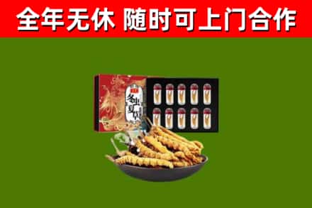 酒泉回收冬虫夏草价格