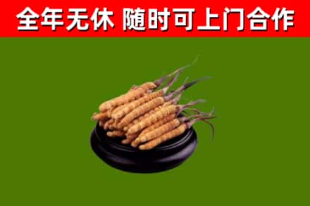酒泉烟酒回收冬虫夏草.jpg