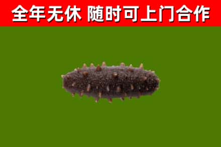 酒泉烟酒回收干海参.jpg